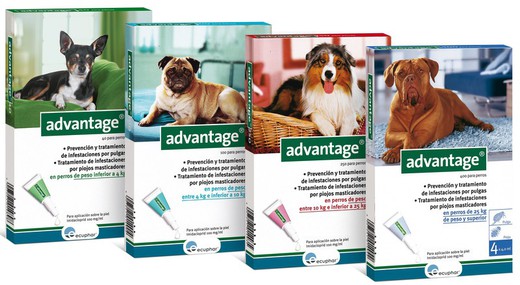 Advantage 250 perro 4 pip (10-25kg) antiparasitario para perros