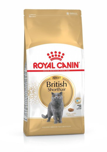 Royal canin british shorthair pienso para gatos