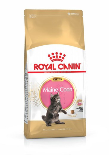 Royal canin kitten maine coon pienso para gatos