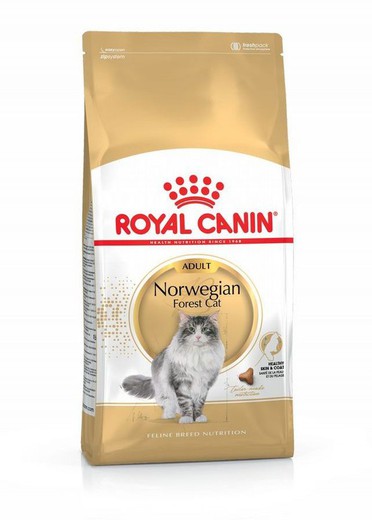 Royal canin norwegian forest cat pienso para gatos
